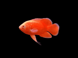 Red Chilli Oscar OSCAR RED CHILLI