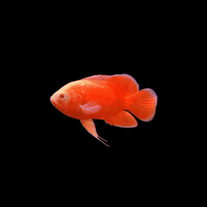 OSCAR RED CHILLI