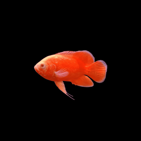 OSCAR RED CHILLI