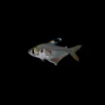 Tetra tricolor