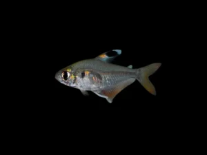 TETRA TRICOLOR