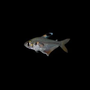 Tetra tricolor
