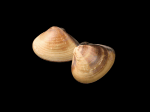ALMEJAS FILTRADORAS