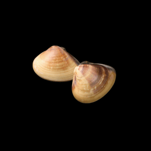 Almeja filtradora