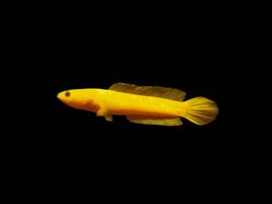 channagoldenlimbata1 CHANNA GOLDEN LIMBATA