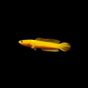 Channa golden limbata