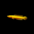 channagoldenlimbata1 Channa golden limbata