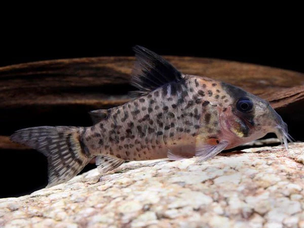 Corydora leucumelas