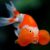 goldfish-ojos-burbuja-rojo-blanco GOLDFISH BURBUJA NARANJA Y YAMAGATA