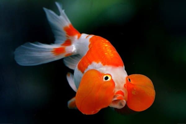 goldfish-ojos-burbuja-rojo-blanco GOLDFISH BURBUJA NARANJA Y YAMAGATA