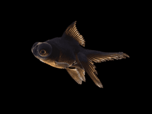 goldfishtelescopiconegro1 GOLDFISH TELESCÓPICO NEGRO
