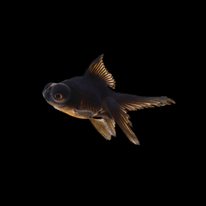 Goldfish telescópico negro