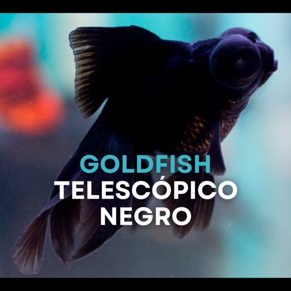 Goldfish telescópico negro