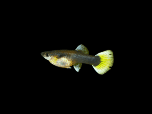 guppyhembra1 GUPPY HEMBRA