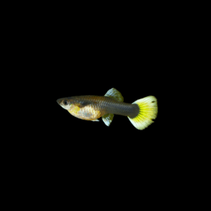 Guppy hembra
