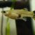 Guppy hembra