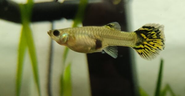 Guppy hembra