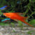 pezespada2 Espada rojo