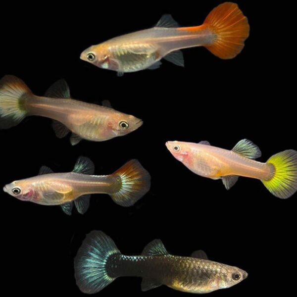 Guppy hembra