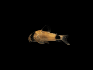 Corydora panda CORYDORA PANDA