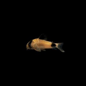 Corydora panda