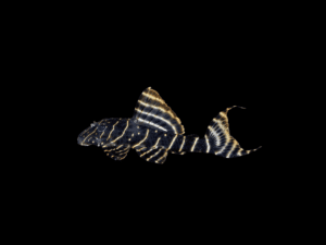 Peckoltia vittata PECKOLTIA VITTATA