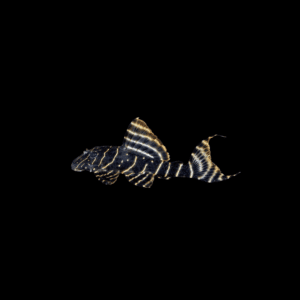 PECKOLTIA VITTATA