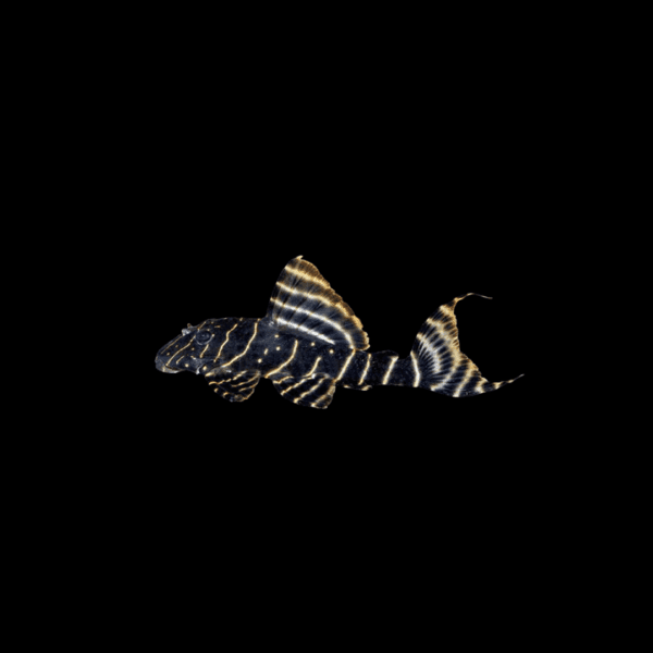 Peckoltia vittata PECKOLTIA VITTATA