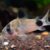 Corydora panda