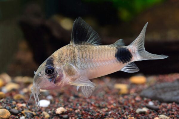 Corydora panda
