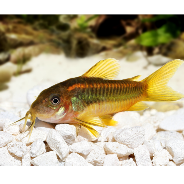 Corydora orange 2 Corydora orange