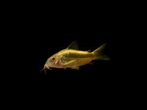 Corydora orange CORYDORA ORANGE