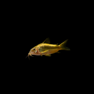 Corydora orange