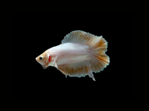 BETTA DOUBLE TAIL MIX COLOR HEMBRA 1 BETTA DOUBLE TAIL MIX COLOR HEMBRA