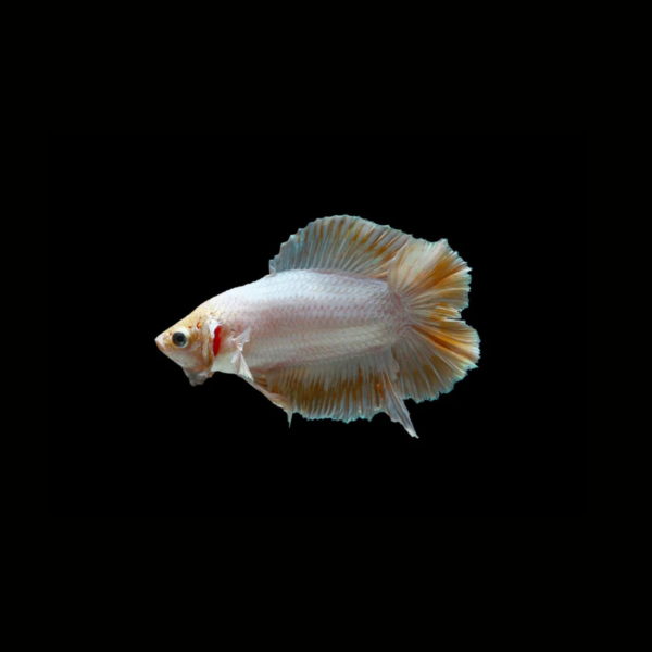 BETTA DOUBLE TAIL MIX COLOR HEMBRA 1 BETTA DOUBLE TAIL MIX COLOR HEMBRA