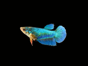 BETTA HALFMOON MIX COLOR HEMBRA1 BETTA HALFMOON MIX COLOR HEMBRA