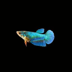 BETTA HALFMOON MIX COLOR HEMBRA