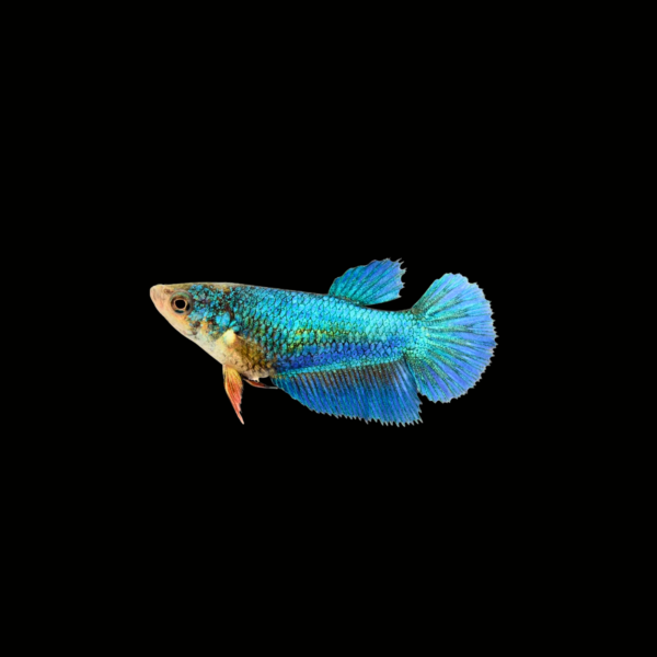BETTA HALFMOON MIX COLOR HEMBRA1 BETTA HALFMOON MIX COLOR HEMBRA