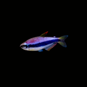BLUE EMPEROR TETRA