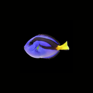 PEZ CIRUJANO AZUL