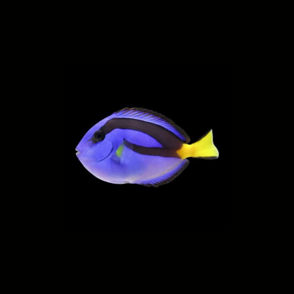 BLUE TANG1 PEZ CIRUJANO AZUL