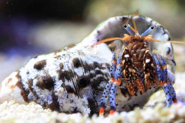 BlueLegHermitCrab2 Electric Blue Hermit Crab
