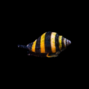 BUMBLE BEE SNAIL