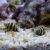 BUMBLE BEE SNAIL
