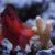 Flame hawkfish