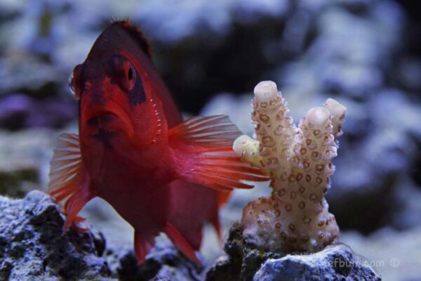 Flame hawkfish