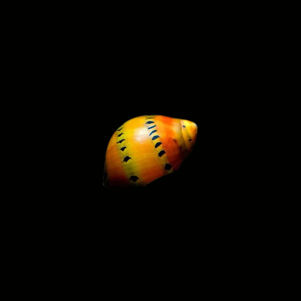 CARACOL RED SPOTTED1 CARACOL RED SPOTTED
