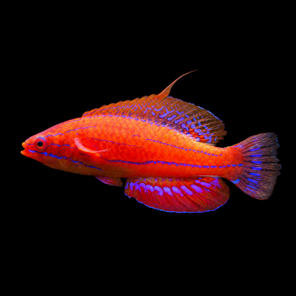 Carpenter'sFlasherWrasse1 Carpenter's Flasher Wrasse