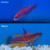 Carpenter'sFlasherWrasse2 Carpenter's Flasher Wrasse