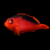 Flame hawkfish